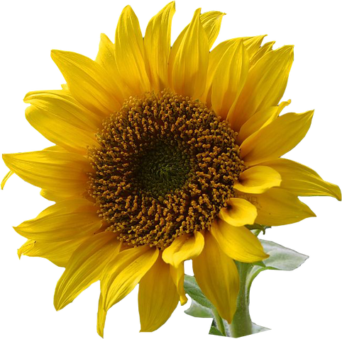 File:A sunflower-Edited.png