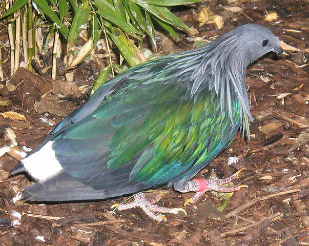 File:Nicobar.pigeon.750pix.jpg