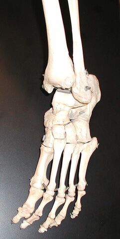 File:Foot-bones.jpg