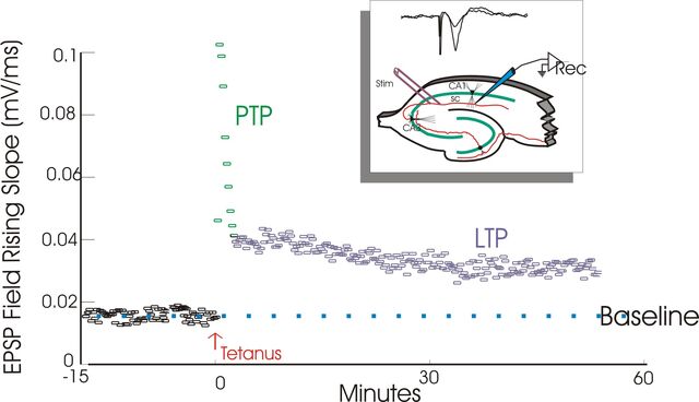 File:LTP exemplar.jpg