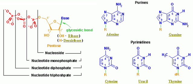 File:Nucleotides.png