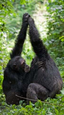 File:Grooming handclasp.jpg