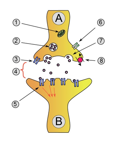 File:Synapse diag1.png
