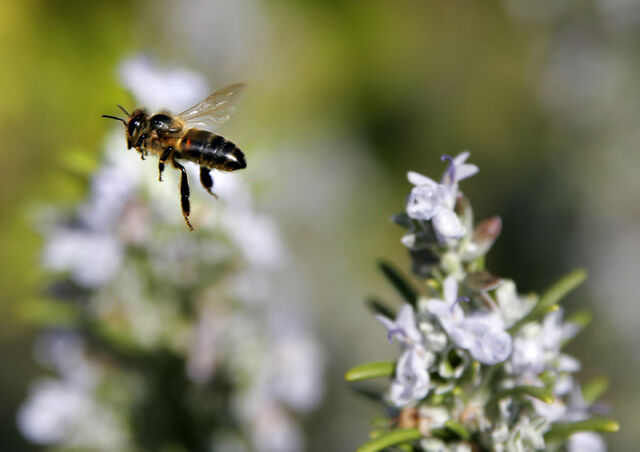 File:Bee mid air.jpg