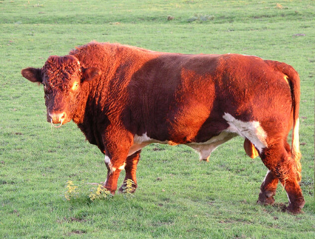File:Bull on uk farm 3n06.jpg
