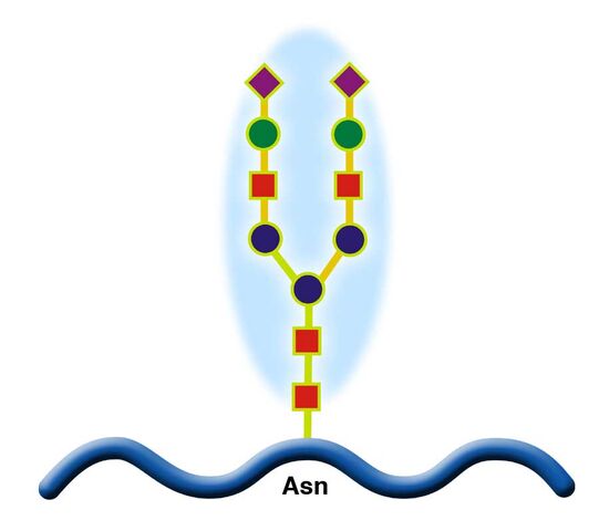 File:Glicoprotein.jpg