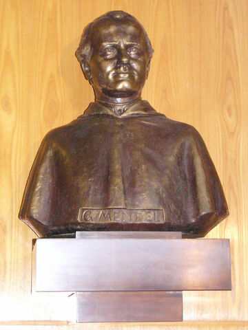 File:Gregor Johann Mendel bust.jpg