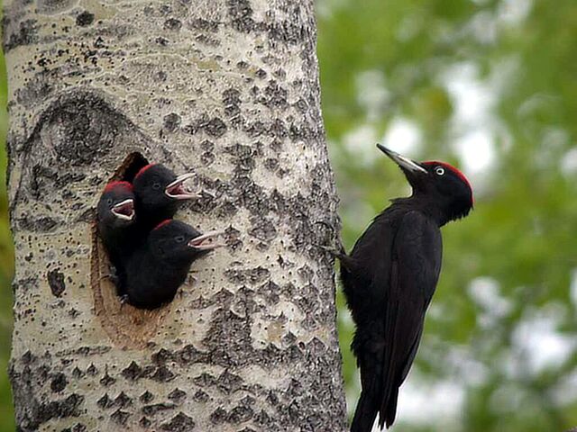 File:BlackWoods.jpg
