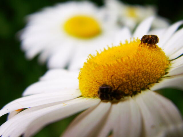 File:Daisy.jpg