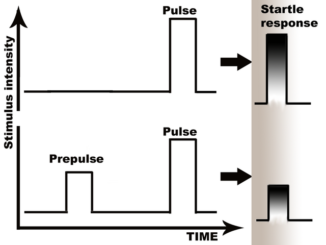 File:Prepulse Inhibition schematically.png