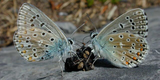 File:Dscn3200-2-butterflies.jpg
