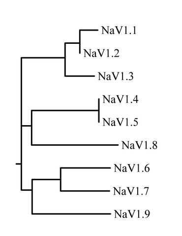 File:Sodium channel phylogram.png