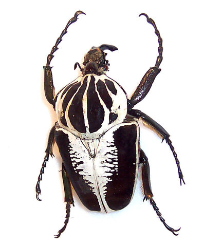 File:Goliath beetle.jpg