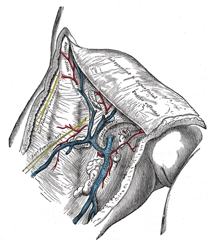 File:Gray580.png