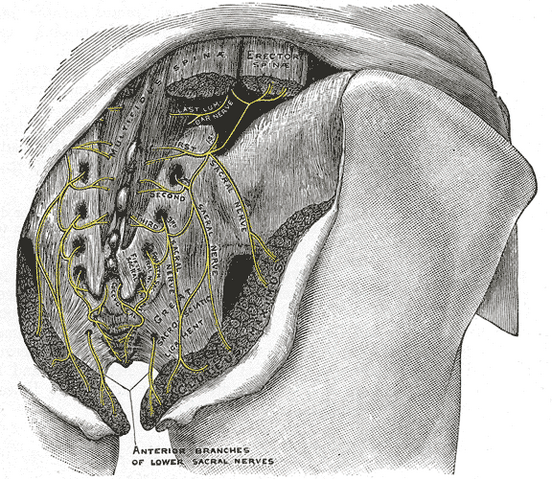File:Gray803.png