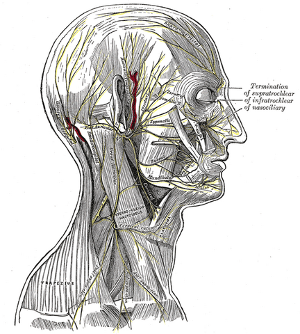 File:Gray805.png