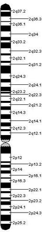 File:Chromosome 2.jpeg