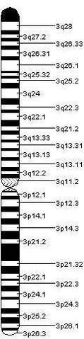 File:Chromosome 3.jpeg