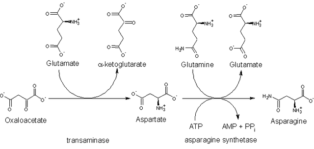 File:Asn biosynthesis.gif