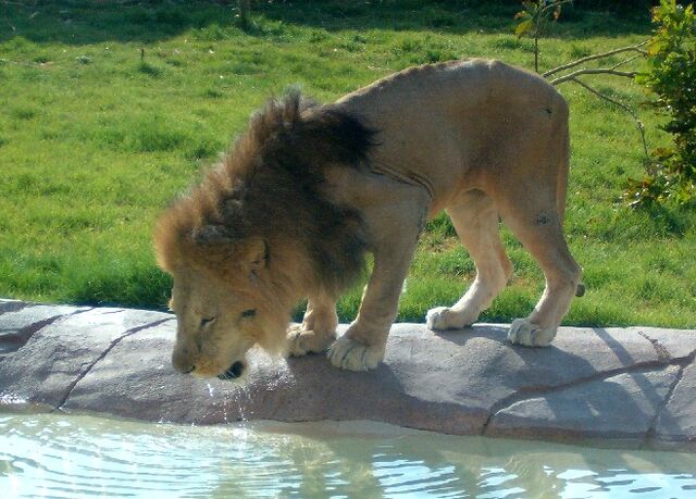 File:Lion drinking.jpg