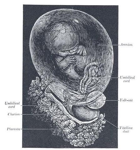 File:Fetus.jpg