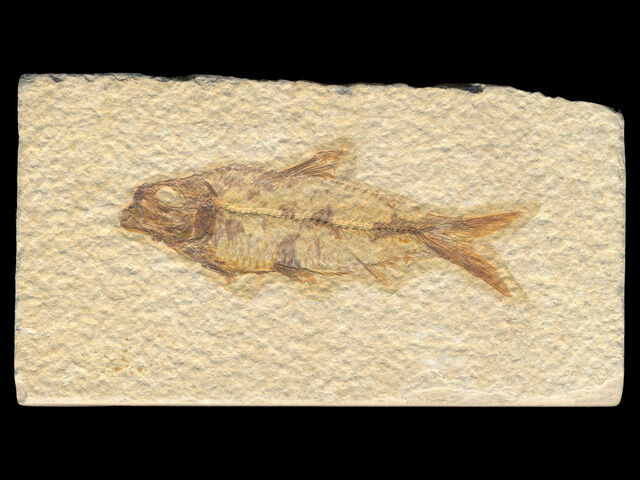 File:Knightia.jpg
