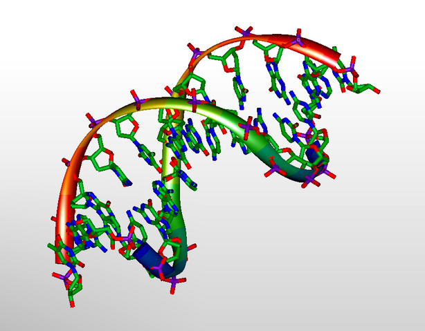 File:DNA 3D Model.png
