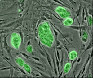 Mouse embryonic stem cells