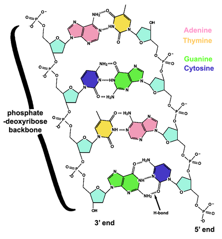File:DNA chemical structure.png