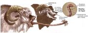 800px-Bantha tongue.jpg.jpg