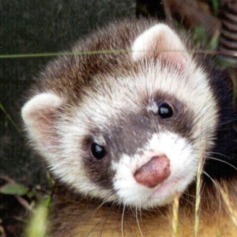 File:Ferret.jpg