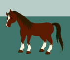 Brown horse