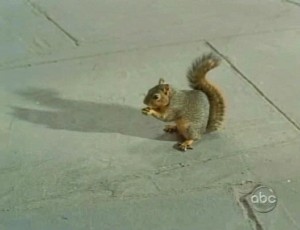 104squirrel