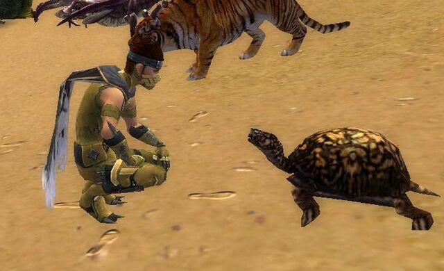 File:Turtle Stare Contest LoD.jpg