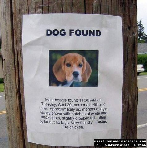 File:Dogfoundyc3.jpg