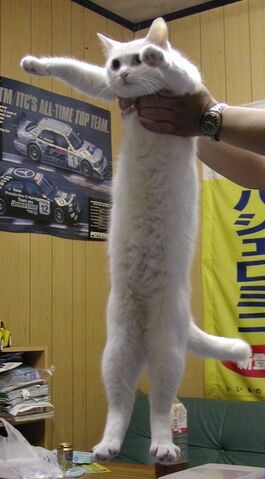 File:Longcat.jpg