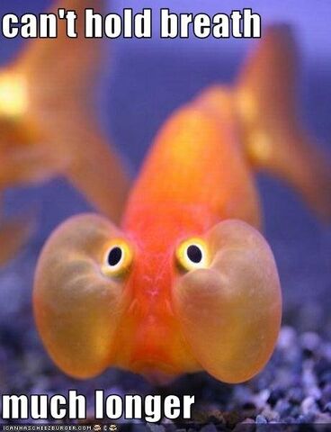 File:Goldfish.jpg