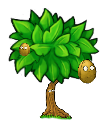 Wall-nut Tree