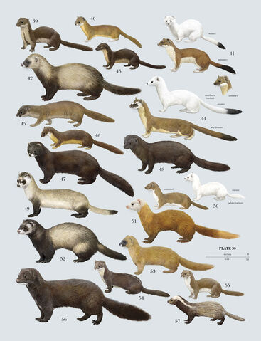 File:Various Weasels.jpg