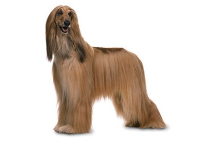 File:Miss Hound.png