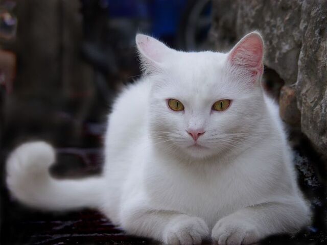 File:Alice the White Cat.jpg