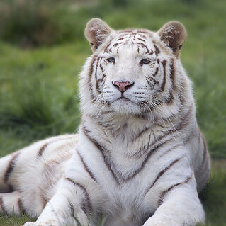 File:White Tiger.jpg