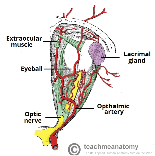 Image ContentsoftheBonyOrbitArteriesOpticNerveandMuscles.png RANZCRPart1 Wiki