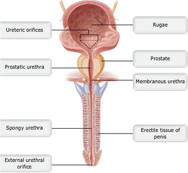 Image result for male urethra divisions