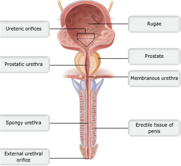 Where Is A Dog S Kidneys Located Where Is A Dog S Kidneys Located