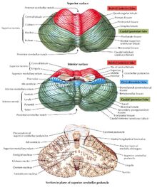 8. Cerebellum | RANZCRPart1 Wiki | Fandom powered by Wikia