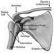 Shoulderjoint