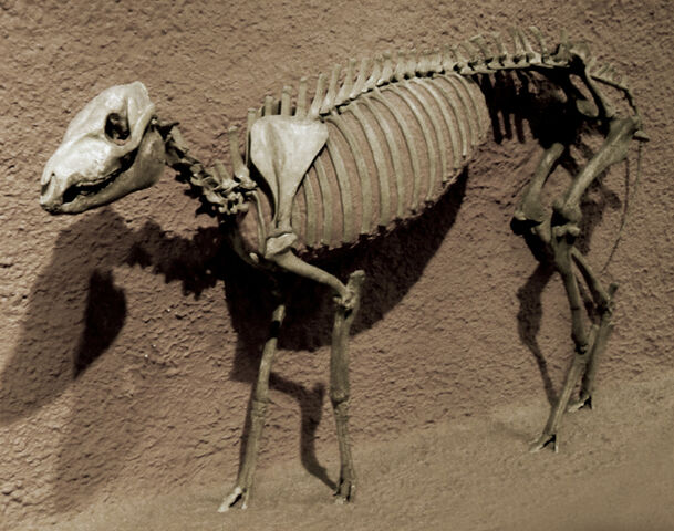 File:Dappleback1.jpg