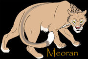 Meoran02