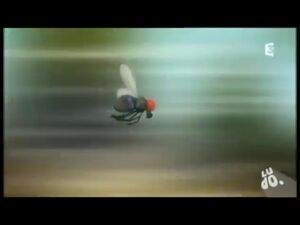 Fly